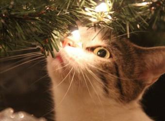 How to Avoid Holiday Cat Emergencies