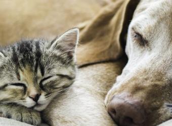 How to Know Whether Your Pet Is Nearing the End of Life