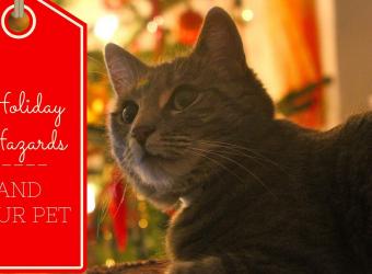 Holiday Hazards and Your Pet