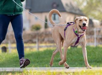 Walks Are More Than Just for Wags: The 5 Benefits of Walking Your Dog