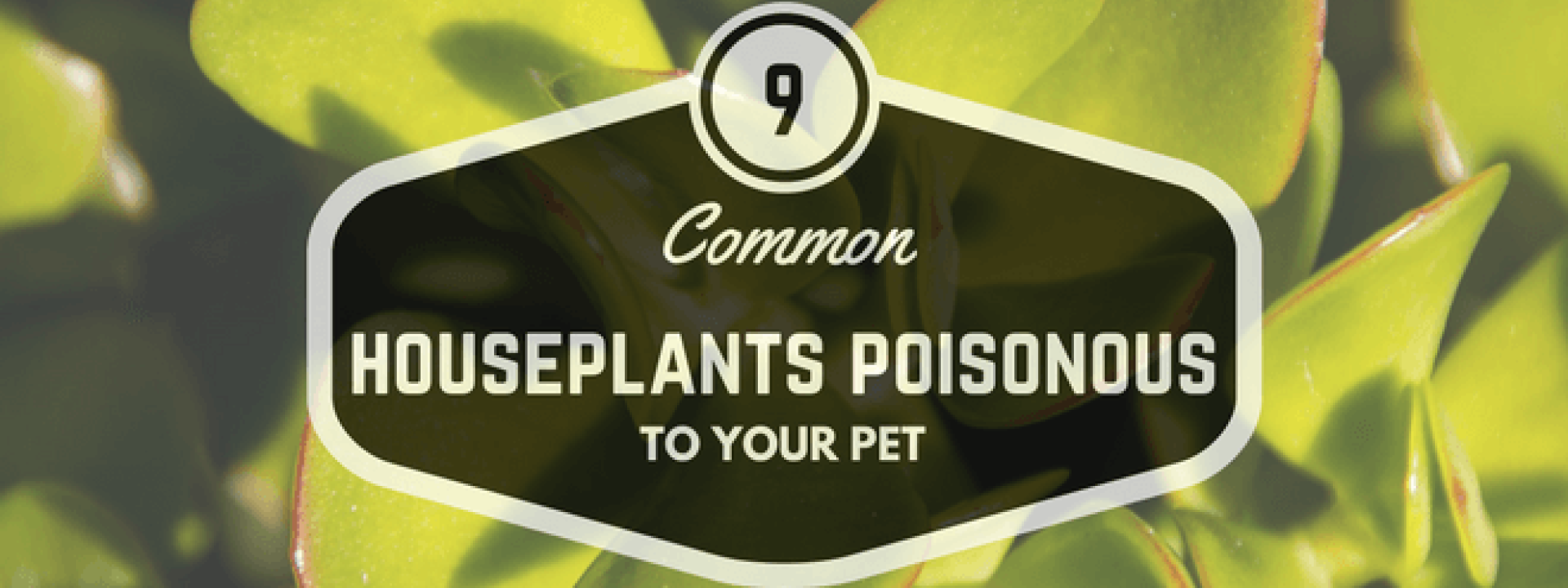 9 Common Houseplants Poisonous to Your Pet