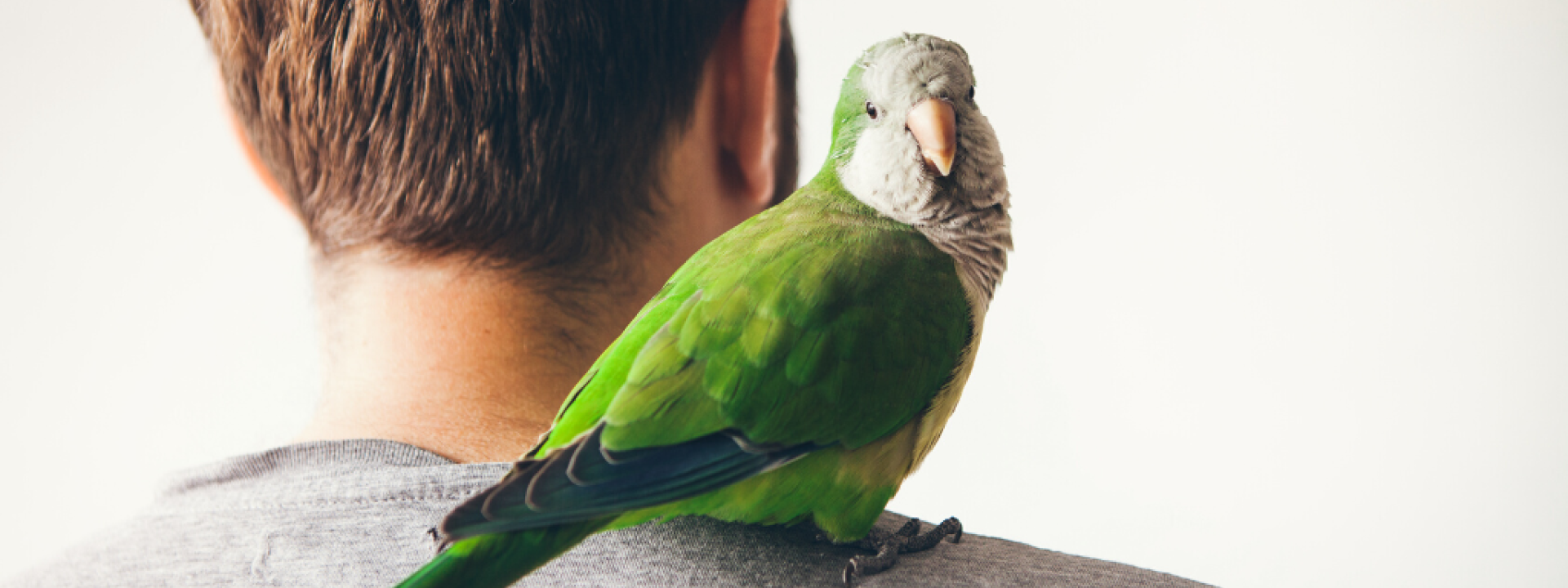 Monk parakeet is looking at camera with curiosity expression. 