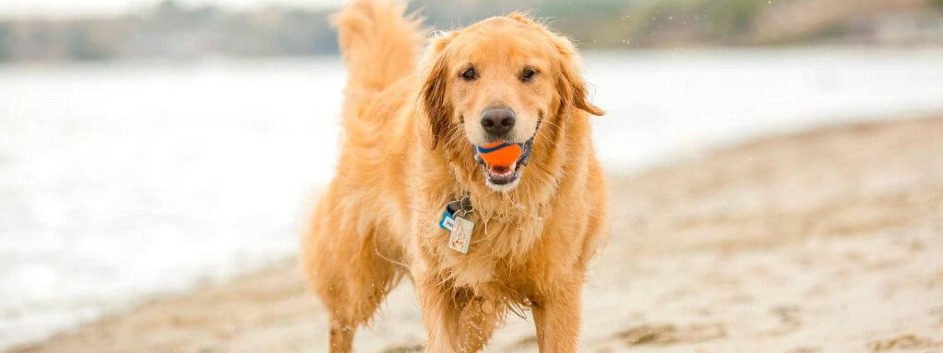 A wet and sandy dog playing at the beach. 