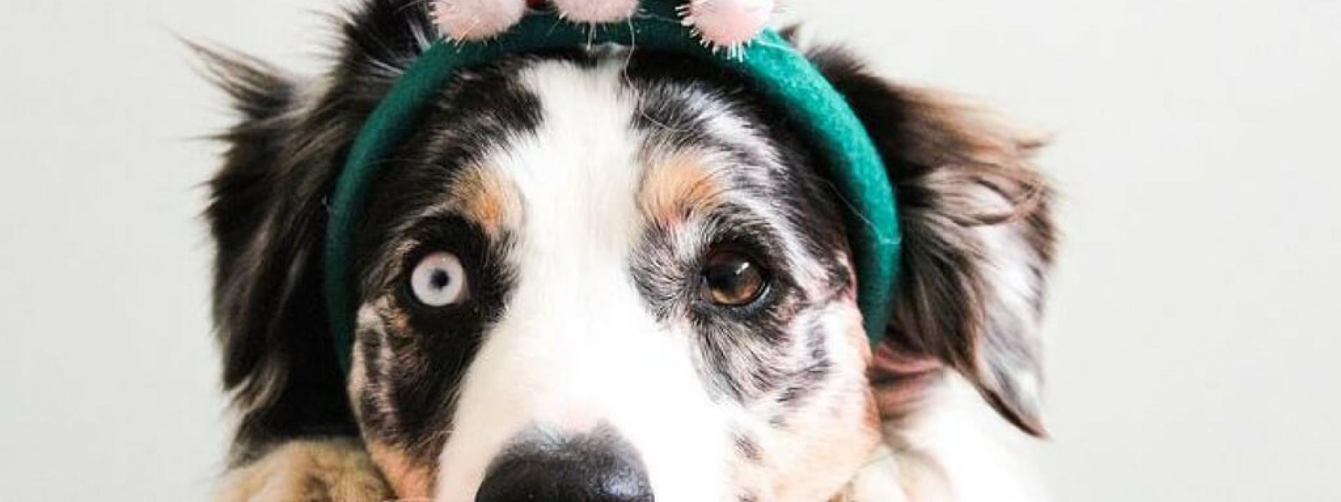 christmas-dog-header.jpg