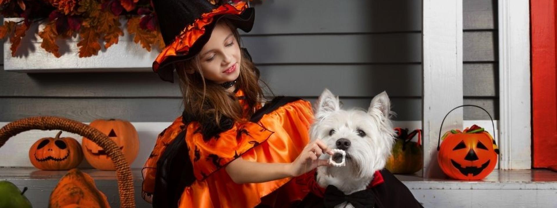 pets-halloween-chocolate-poisoning.jpg