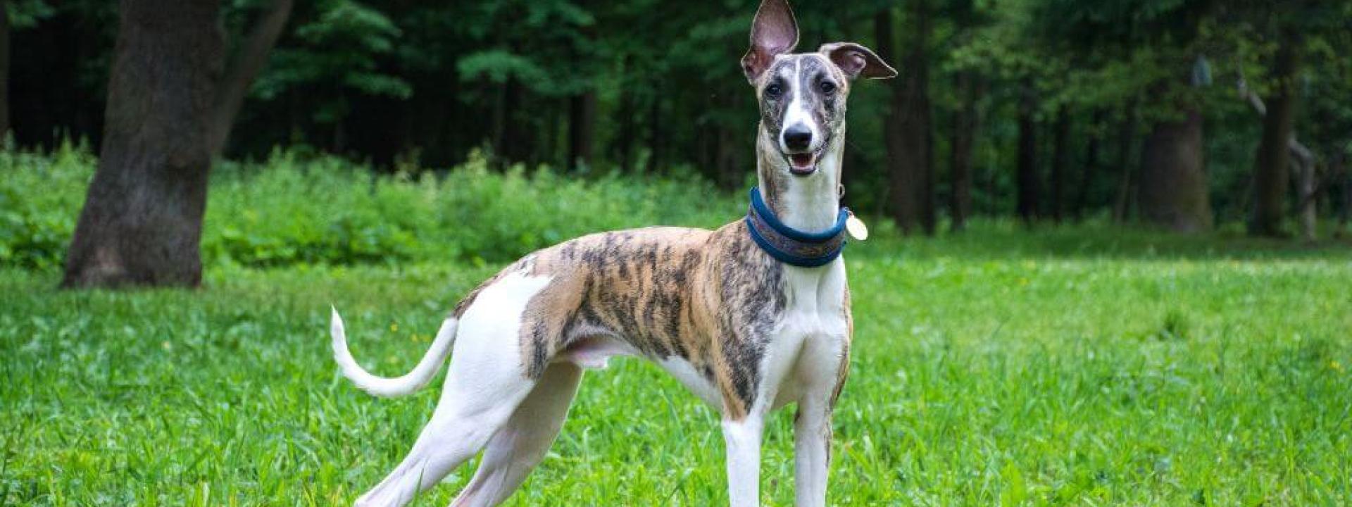 Greyhound in field.